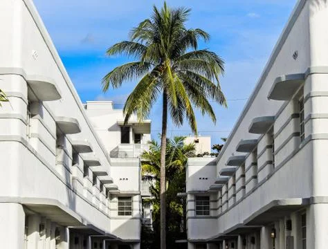 Palm in the middle Stock Photos