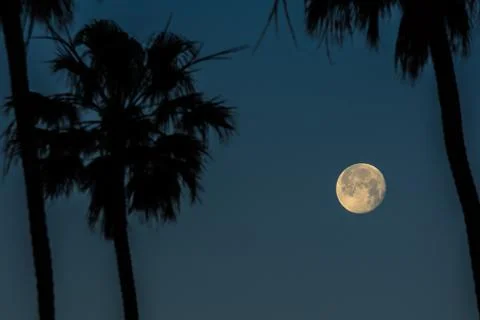 Palm moon Stock Photos
