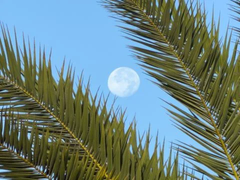 Palm moon sky Foto stock