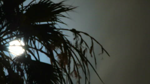 Palm Moon Timelapse Stock-Footage 501022