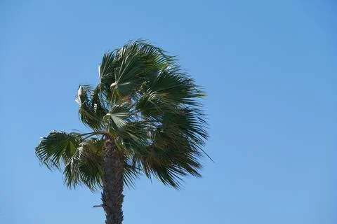 Palm moves in the wind Stock Photos