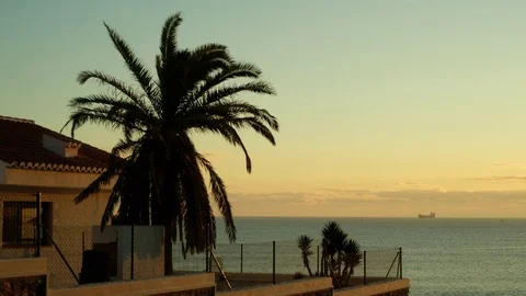 Palm n sea Stock Footage 83434706