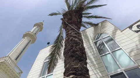 The palm near the White Mosque. Stock Footage 76570176