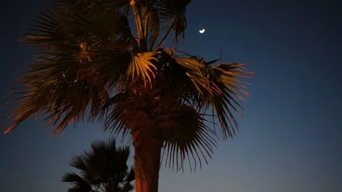 Palm at the night and moon on the background. Stock Footage 86313125