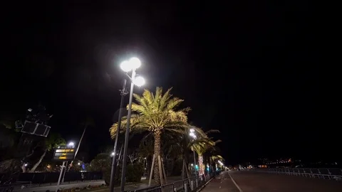 Palm in night city Stock Footage 87053729