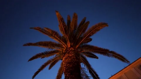 Palm in the night Video stock 155058260