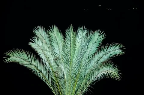 Palm night Stock Photos