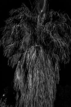 Palm in the night Foto stock
