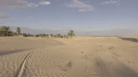Palm Oasis drowned in sand Drone Footage  Stock Footage 79741304