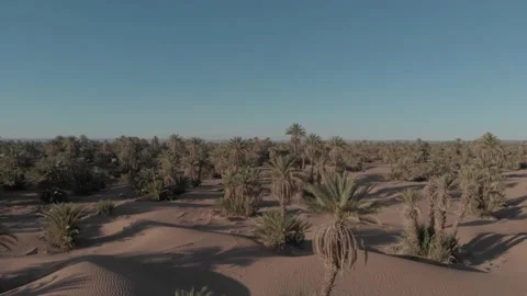 Palm oasis, Morocco Stock Footage