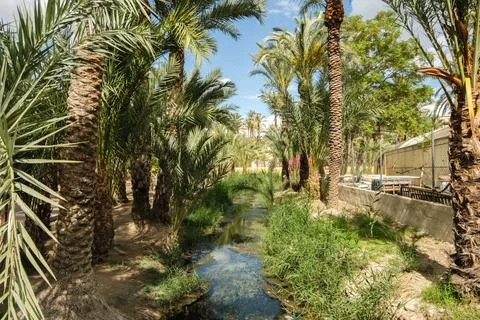 Palm Oasis Stock Photos