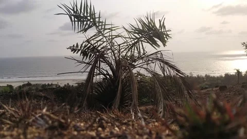 Palm Ocean Sky horizont Stock Footage 151968947