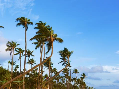 Palm Ocean Sky Stock Photos