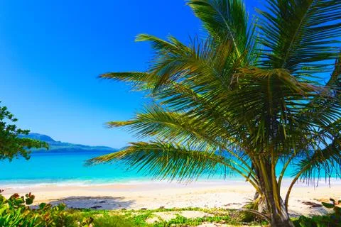 Palm Ocean Sky Stock Photos