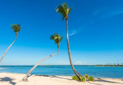 Palm Ocean Sky Photos