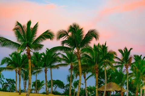Palm Ocean Sky Foto stock