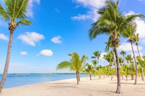 Palm Ocean Sky Фото