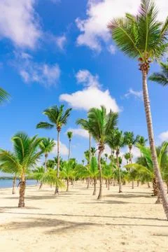 Palm Ocean Sky Фото