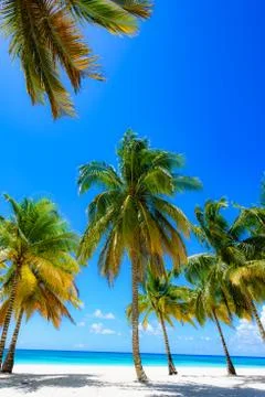 Palm Ocean Sky Foto stock