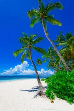 Palm Ocean Sky Stock Photos