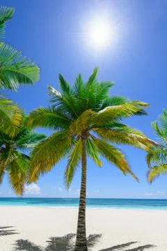 Palm Ocean Sky 写真素材
