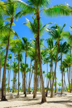 Palm Ocean Sky Foto stock
