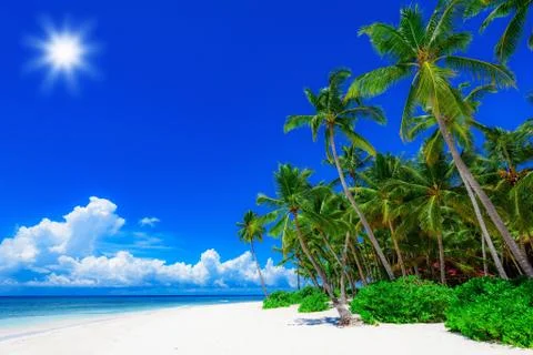 Palm Ocean Sky Фото
