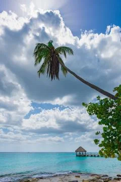 Palm Ocean Sky Foto stock