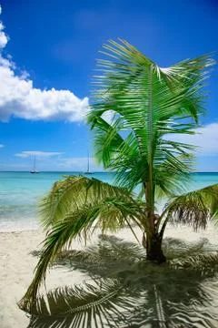 Palm Ocean Sky Photos