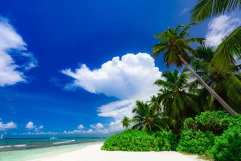 Palm Ocean Sky 写真素材