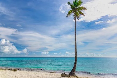 Palm Ocean Sky Фото