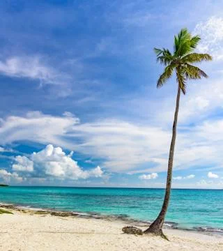 Palm Ocean Sky Fotos Stock