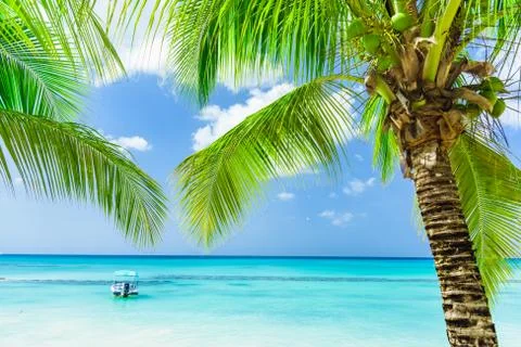 Palm Ocean Sky Фото
