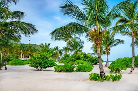 Palm Ocean Sky 写真素材