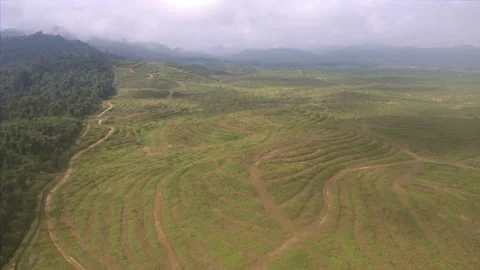 Palm oil deforestation Stock Footage 164890915