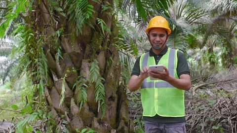 Palm Oil Farmer using a digital tablet in the Palm Oil field. Stock Footage 282771487