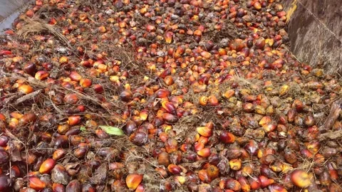 Palm oil Stock Footage 134005012