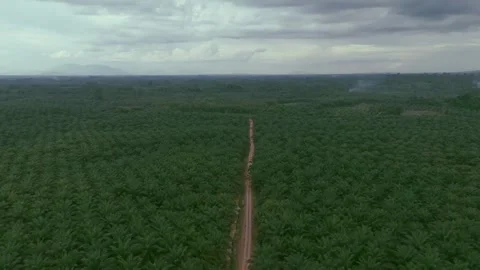 Palm Oil Stock Footage 319054309