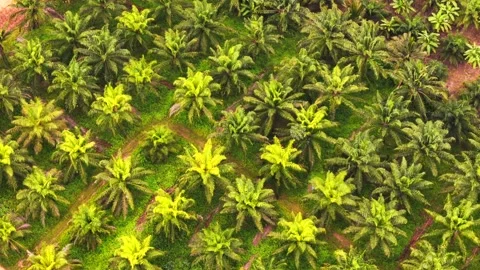 Palm Oil Plantation Grid Pattern Aerial Perspective for Industrial Food 스톡 동영상 318721882