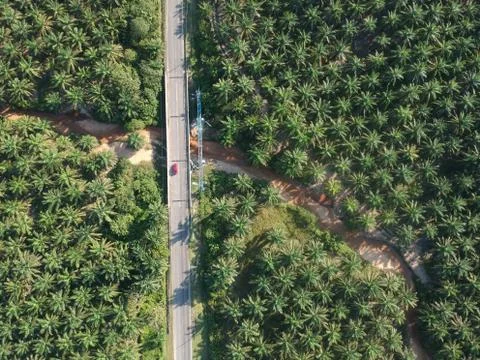 Palm oil plantation Stock Photos