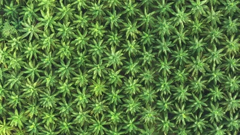 Palm Oil Plantation. Tree pattern. 스톡 동영상 148099895