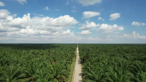 Palm Oil Tree Plantation view from above Video stock 168440802