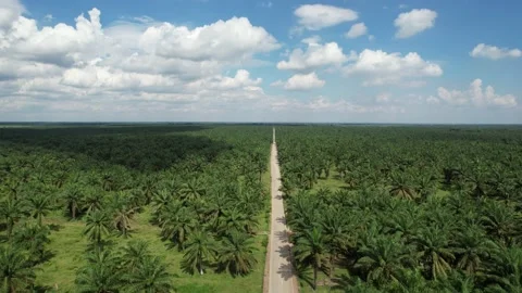 Palm Oil Tree Plantation view from above Stock Footage
