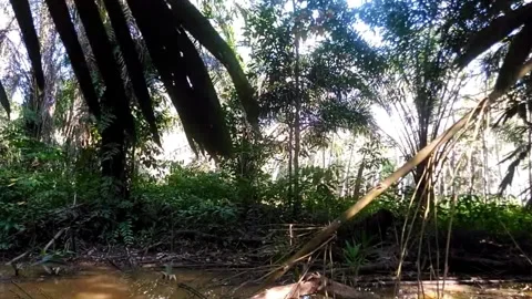 Palm oil trees on the edge of a small river Stock-Footage 141542854