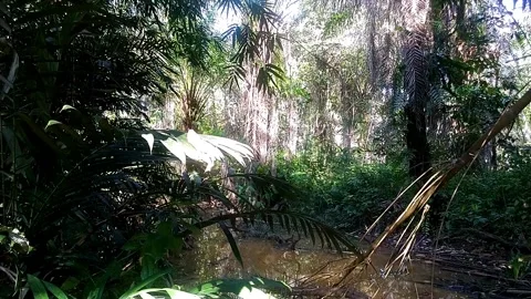 Palm oil trees on the edge of a small river Stock-Footage 141543215