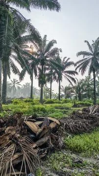 Palm oil trees environment Stock Photos