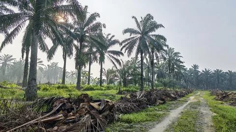 Palm oil trees environment Stock Photos