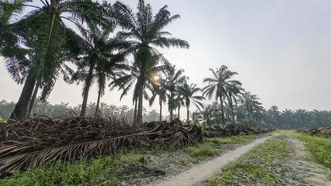 Palm oil trees environment Stock Photos