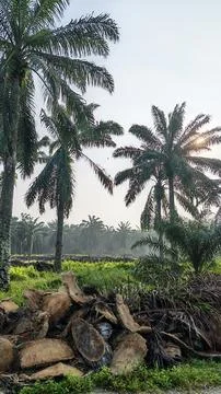 Palm oil trees environment Stock Photos