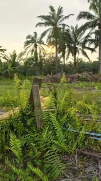 Palm oil trees environment Stock Photos
